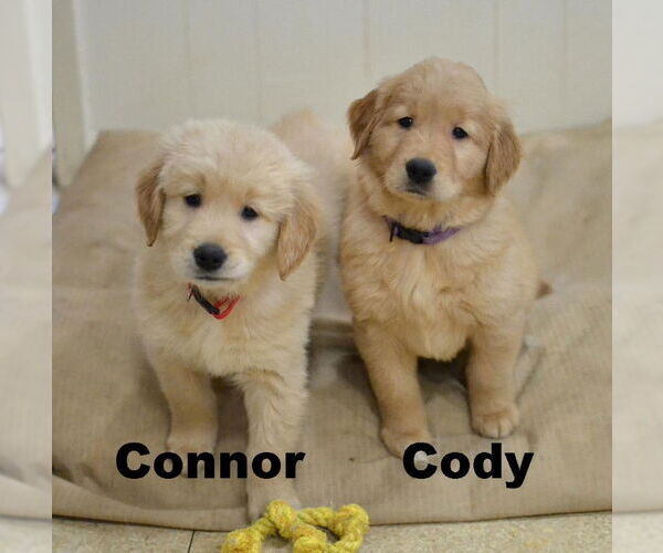 Medium Photo #3 Golden Retriever Puppy For Sale in Germanton, TN, USA
