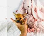 Small #17 Chihuahua