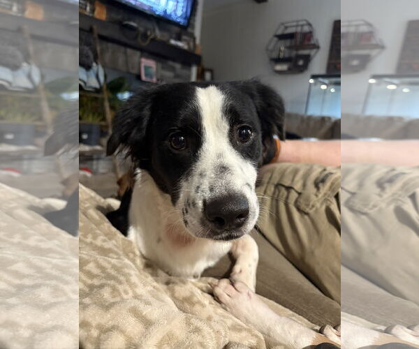 Medium Photo #2 Border Collie-Unknown Mix Puppy For Sale in Mount Pleasant, SC, USA