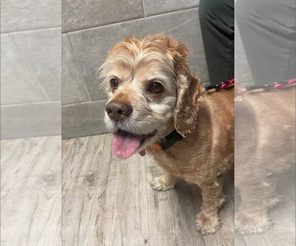 Medium Photo #8 Cocker Spaniel Puppy For Sale in Chester, NJ, USA
