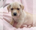 Small #2 Labrador Retriever Mix