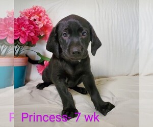 Labrador Retriever Puppy for sale in CATO, NY, USA