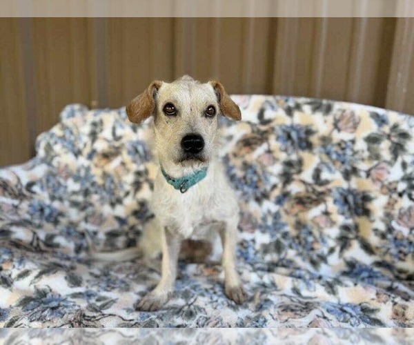 Medium Photo #12 Chihuahua-Unknown Mix Puppy For Sale in Princeton, MN, USA