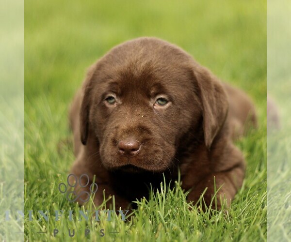 Medium Photo #5 Labrador Retriever Puppy For Sale in RONKS, PA, USA
