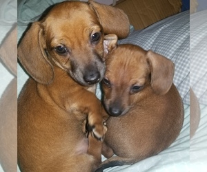 Chiweenie Puppy for sale in KANSAS CITY, MO, USA