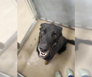 Shepweiller Dogs for adoption in HESPERIA, CA, USA