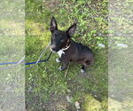 Small #4 Feist Terrier Mix
