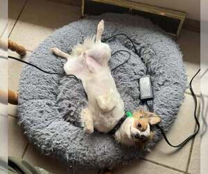 Chion Dogs for adoption in Mukwonago, WI, USA