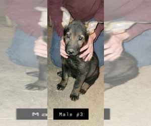 German Shepherd Dog Puppy for sale in BUCYRUS, OH, USA