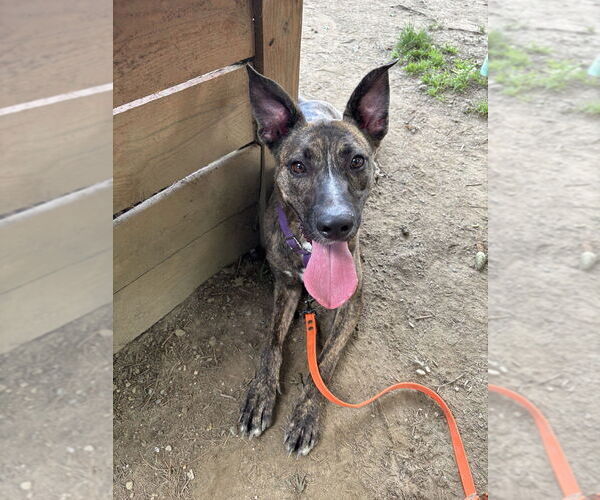 Medium Photo #26 Labrador Retriever-Mountain Cur Mix Puppy For Sale in Brewster, NY, USA
