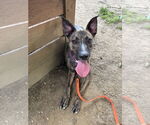 Small #25 Labrador Retriever-Mountain Cur Mix