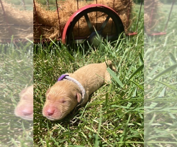 Medium Photo #6 Golden Retriever Puppy For Sale in NEOLA, WV, USA