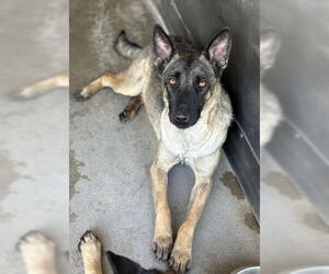 Mutt Dogs for adoption in San Bernardino, CA, USA