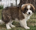 Puppy 2 Great Bernese