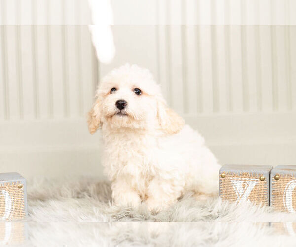 Medium Photo #5 Bichpoo Puppy For Sale in WARSAW, IN, USA