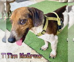 Small #7 Dachshund