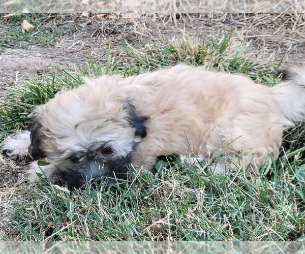 Medium Photo #10 Zuchon Puppy For Sale in SHAWNEE, KS, USA
