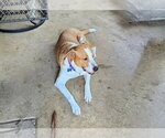 Small Photo #3 Collie-Unknown Mix Puppy For Sale in Landenberg, PA, USA