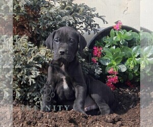Great Dane Puppy for sale in BROGUE, PA, USA