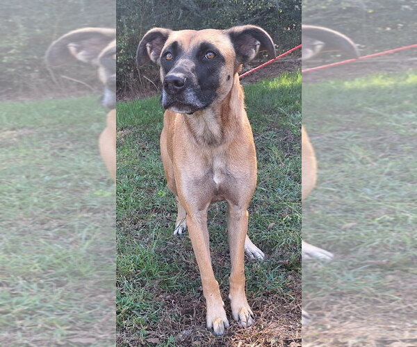 Medium Photo #2 Boxer-Unknown Mix Puppy For Sale in Wetumpka, AL, USA