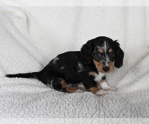Dachshund Puppy for sale in FREDERICKSBURG, OH, USA