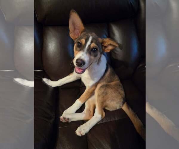 Medium Photo #3 Siberian Husky-Unknown Mix Puppy For Sale in pomfret, CT, USA