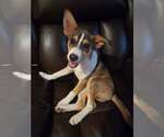 Small #2 Siberian Husky Mix