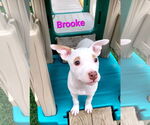Small #1 American Pit Bull Terrier Mix