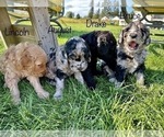 Small Photo #11 Goldendoodle Puppy For Sale in ALLENDALE, MI, USA