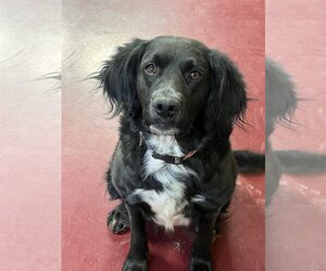 English Springer Spaniel Dogs for adoption in Webster, WI, USA