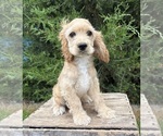 Small #2 Cocker Spaniel
