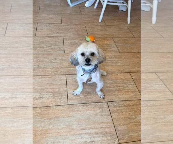 Medium Photo #5 Lhasa Apso Puppy For Sale in Las Vegas, NV, USA