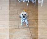 Small #4 Lhasa Apso