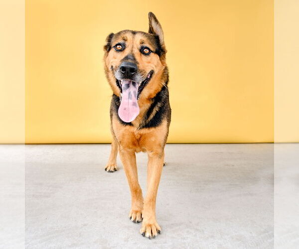 Medium Photo #2 German Shepherd Dog Puppy For Sale in Pasadena, CA, USA