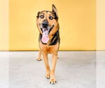 Small #1 German Shepherd Dog