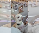 Small #3 Chihuahua