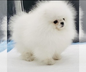 Pomeranian Puppy for sale in EASTVALE, CA, USA