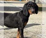 Small Photo #2 Coonhound-Unknown Mix Puppy For Sale in Washington, DC, USA