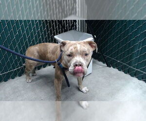 Mutt Dogs for adoption in Downey, CA, USA