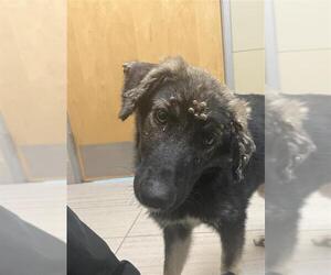 German Shepherd Dog-Unknown Mix Dogs for adoption in Corpus Christi, TX, USA