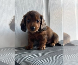 Dachshund Puppy for sale in CHULA VISTA, CA, USA