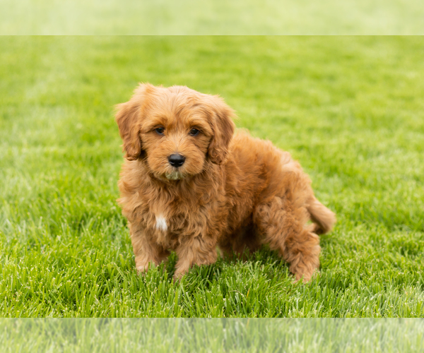 Medium Photo #3 Goldendoodle (Miniature) Puppy For Sale in WOLCOTTVILLE, IN, USA