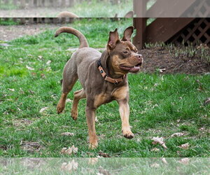 Twix - Male American Staffordshire Terrier-Boston Terrier Mix Dog for Adoption - Photo #9