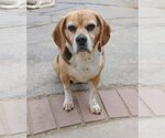 Small Photo #17 Puggle Puppy For Sale in Apple Valley, CA, USA