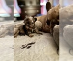 Small #2 French Bulldog