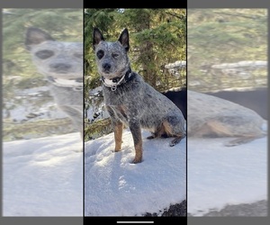 Father of the Australian Cattle Dog puppies born on 09/01/2021