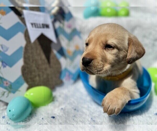 Medium Photo #1 Labrador Retriever Puppy For Sale in MAYSVILLE, GA, USA