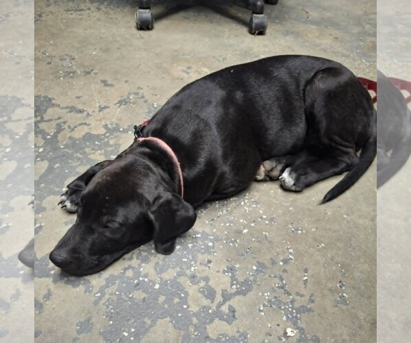 Medium Photo #3 Labrador Retriever-Unknown Mix Puppy For Sale in Magnolia Springs, AL, USA