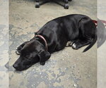 Small #2 Labrador Retriever Mix