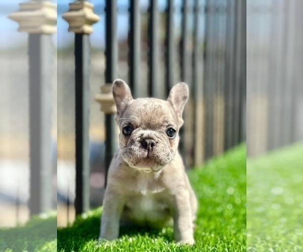 Medium Photo #17 French Bulldog Puppy For Sale in BROOKLYN, NY, USA